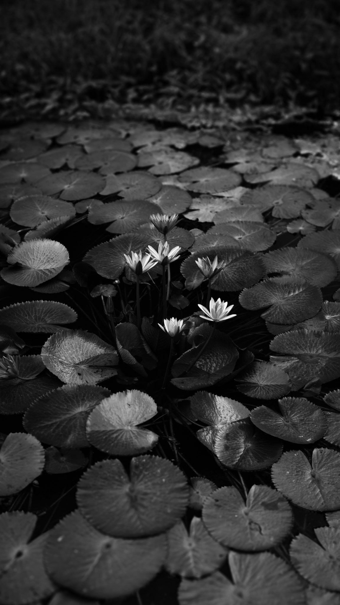 Streets photograph — Frame 06