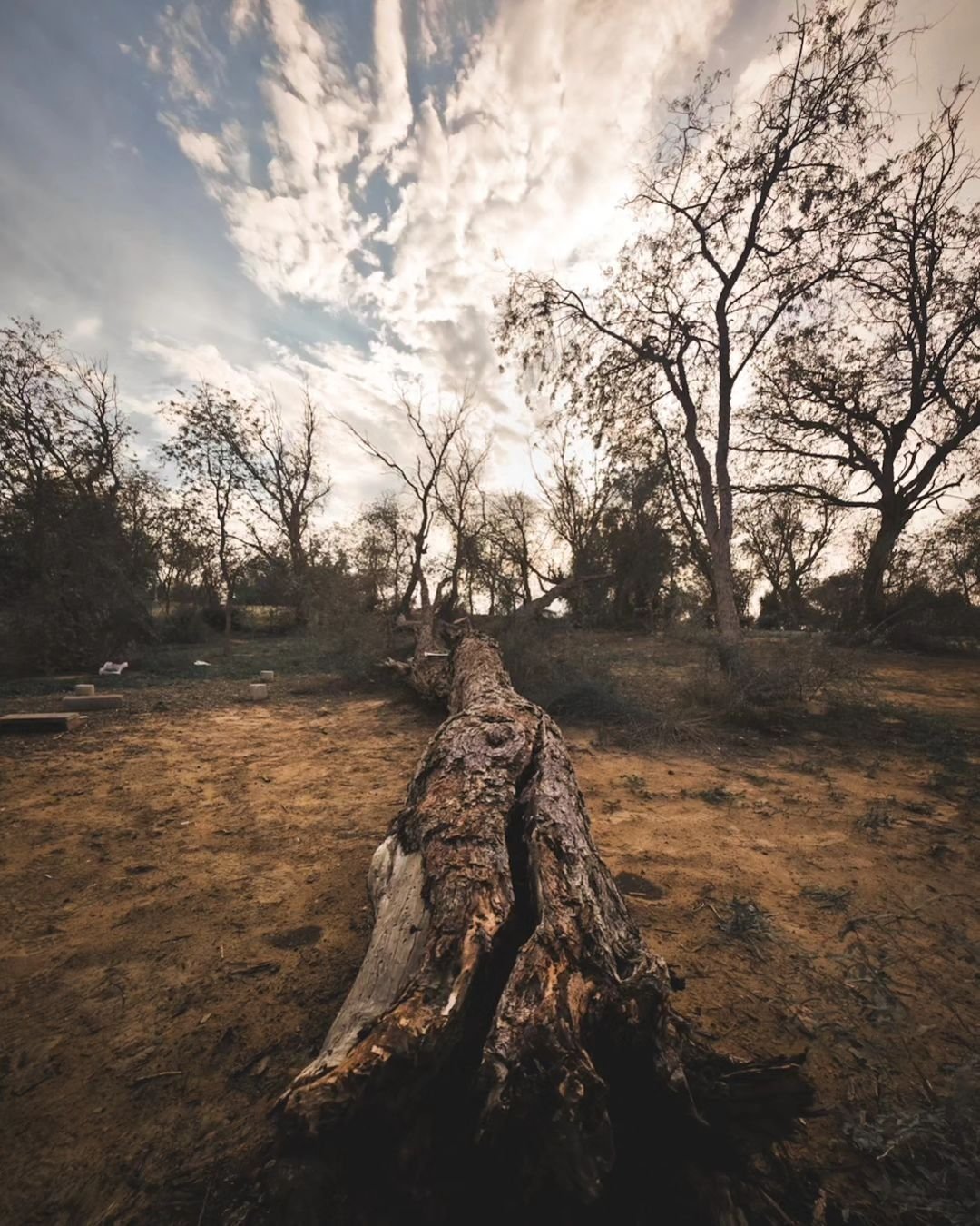Forest light and a fallen trunk — stand-in until trek frames land