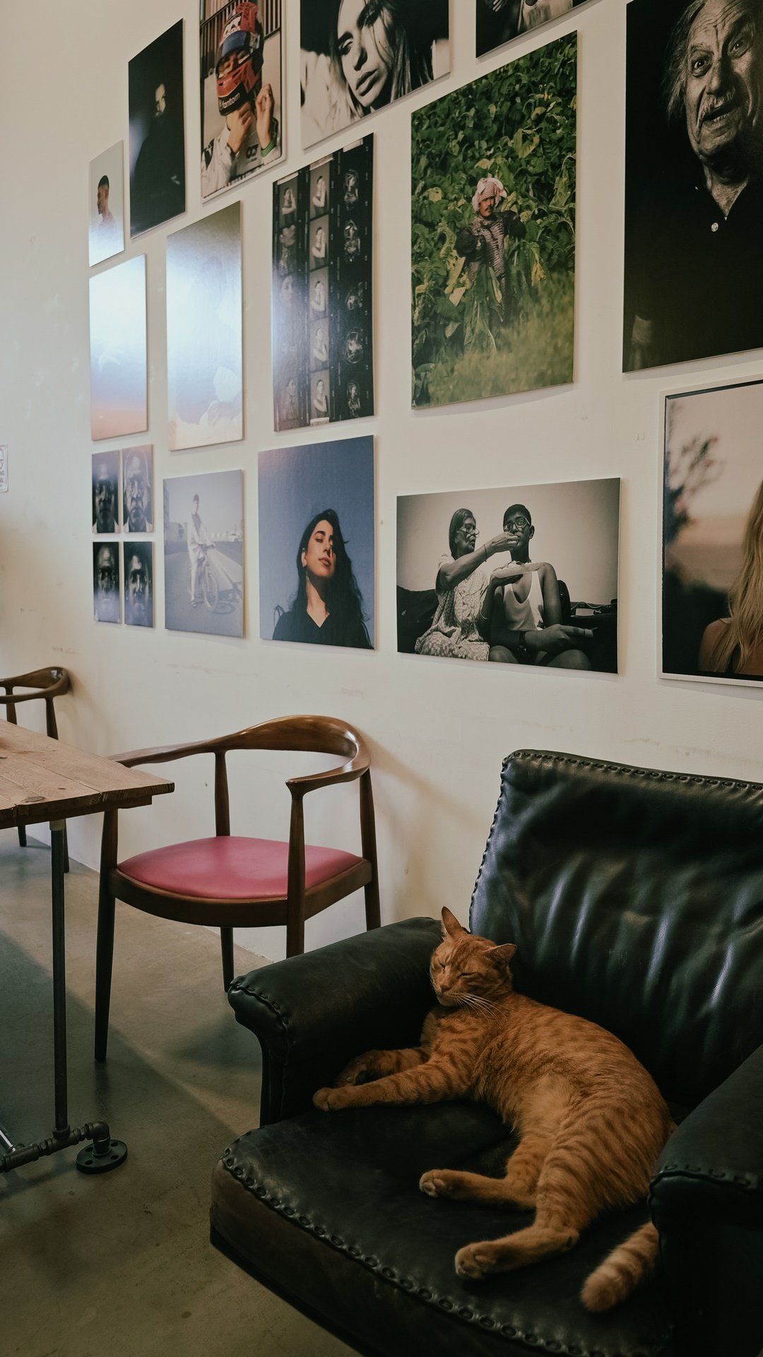 Cozy cat lounging on a leather chair in an art-filled room, with portraits and photographs adorning the wall, blending the charm of feline relaxation with artistic expression.