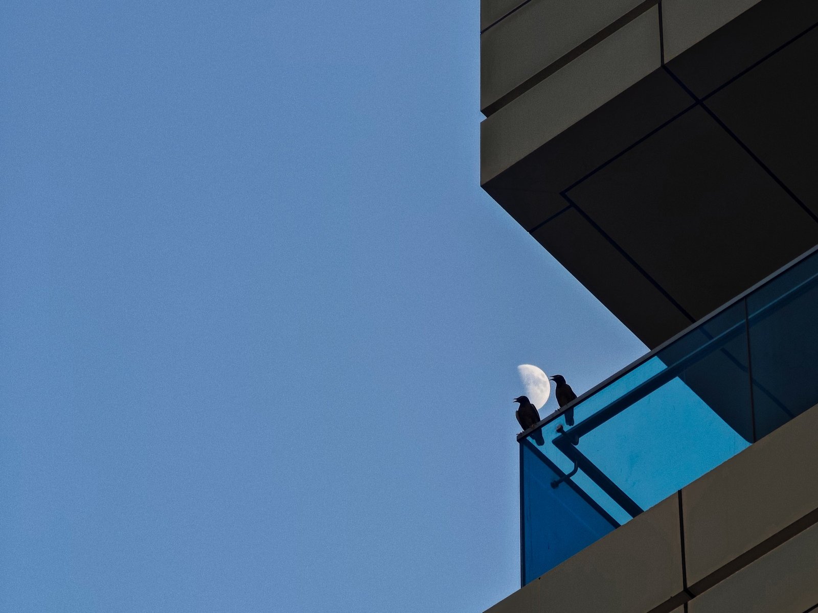 Two birds perched on the edge of a modern building's glass balcony, framed by the moon and a clear blue sky, capturing the contrast between urban geometry and natural beauty.